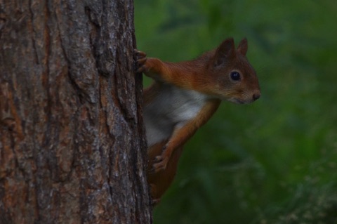 Red squirrel peeping out from behind tree